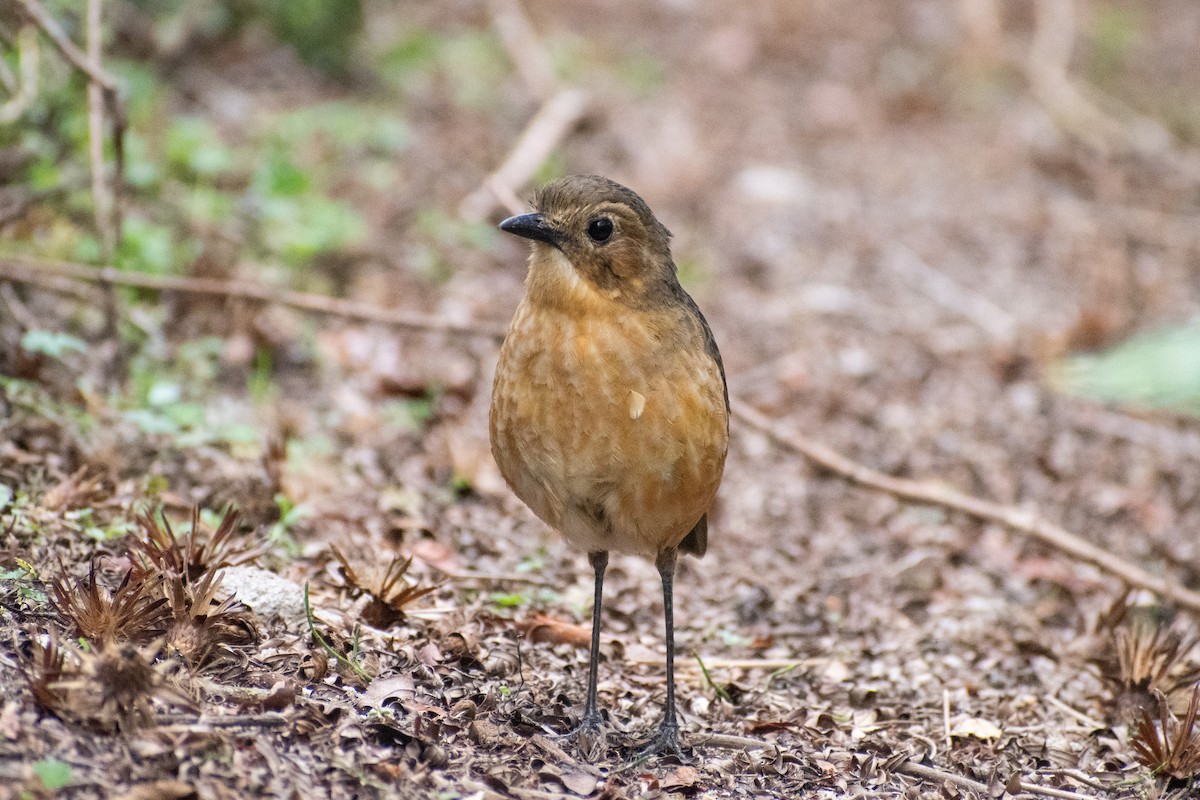 Tawny Antpitta - ML647198322