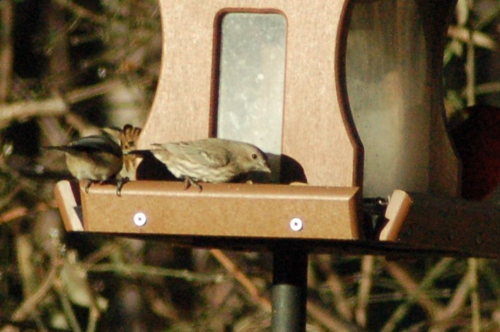 Camachuelo Mexicano - ML647198323