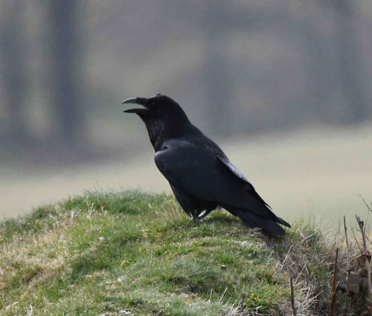 Common Raven - ML647198325