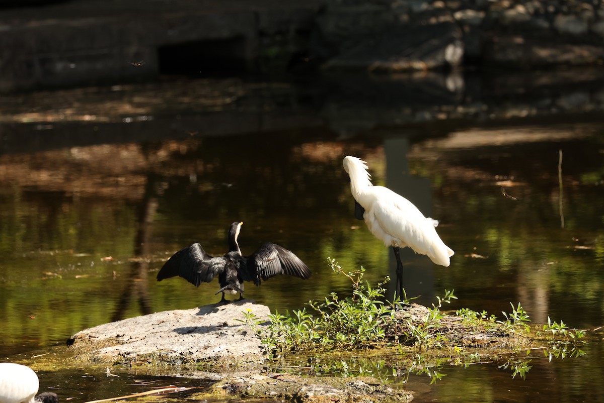 Косар королівський - ML647198342