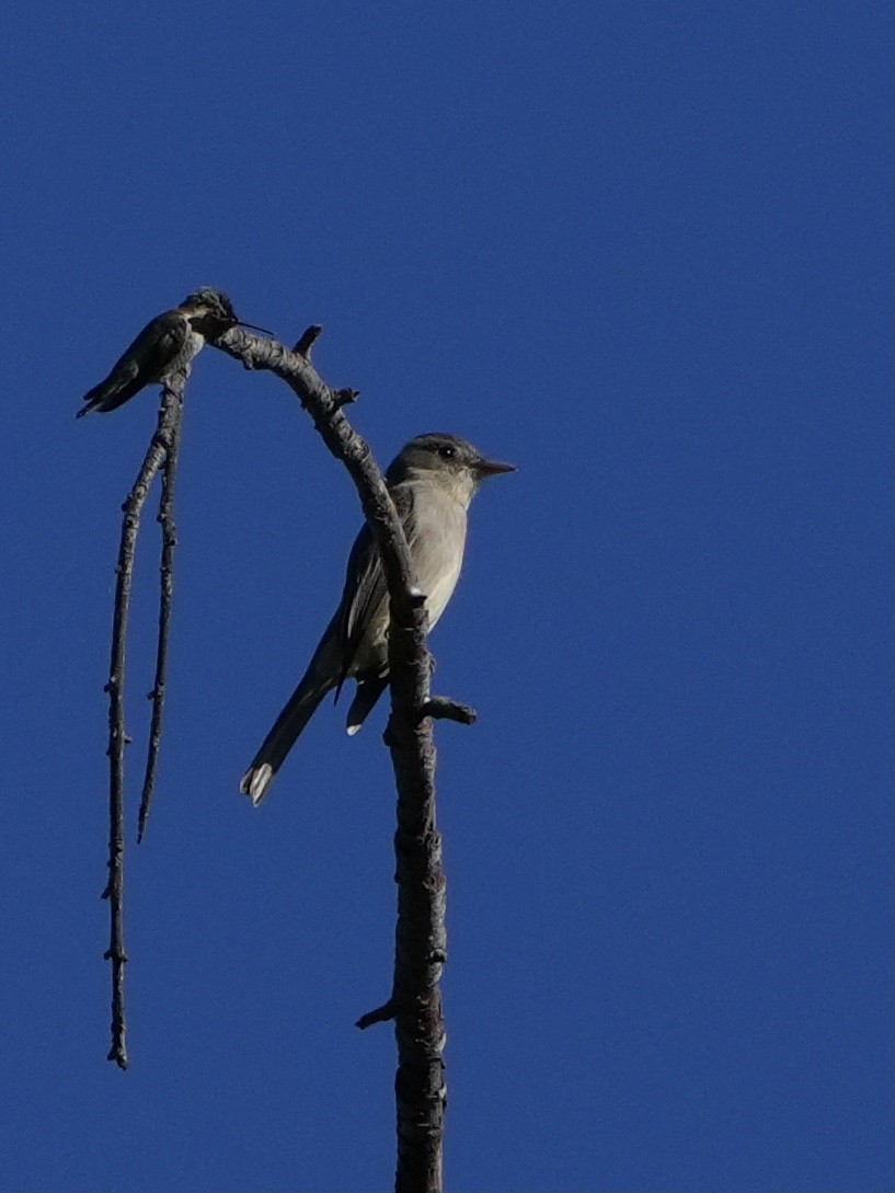 Greater Pewee - ML647198351