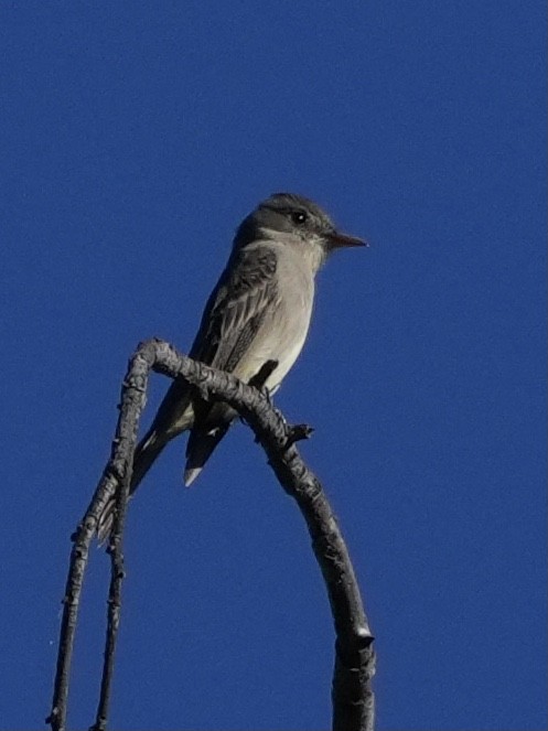 Greater Pewee - ML647198352