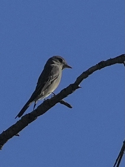 Greater Pewee - ML647198353