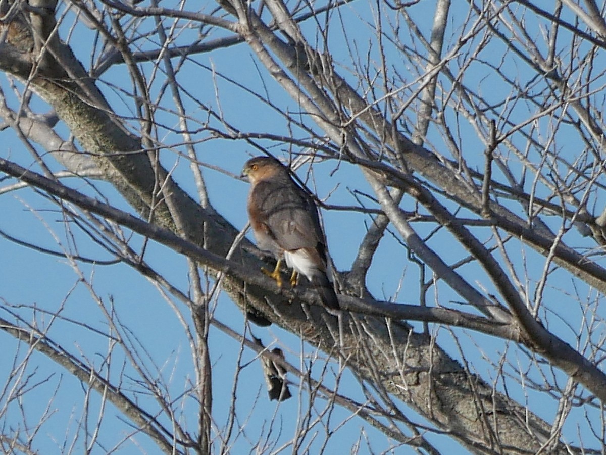 Cooper's Hawk - ML647198358