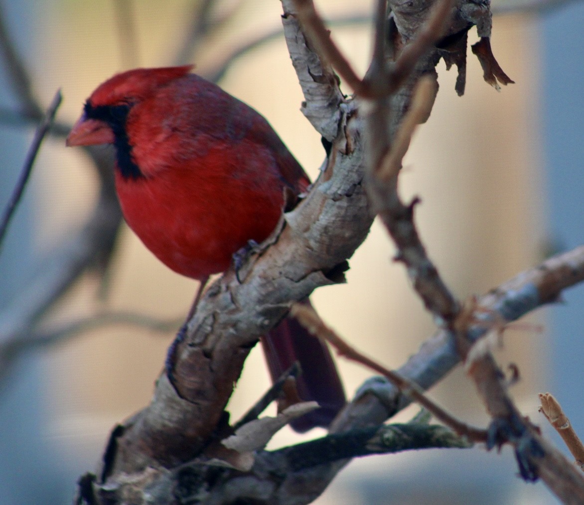 Northern Cardinal - ML647198362