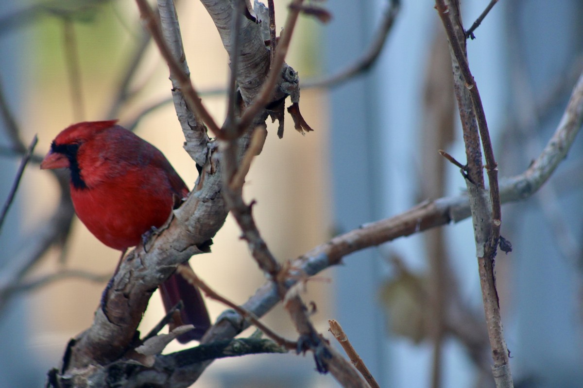Northern Cardinal - ML647198364