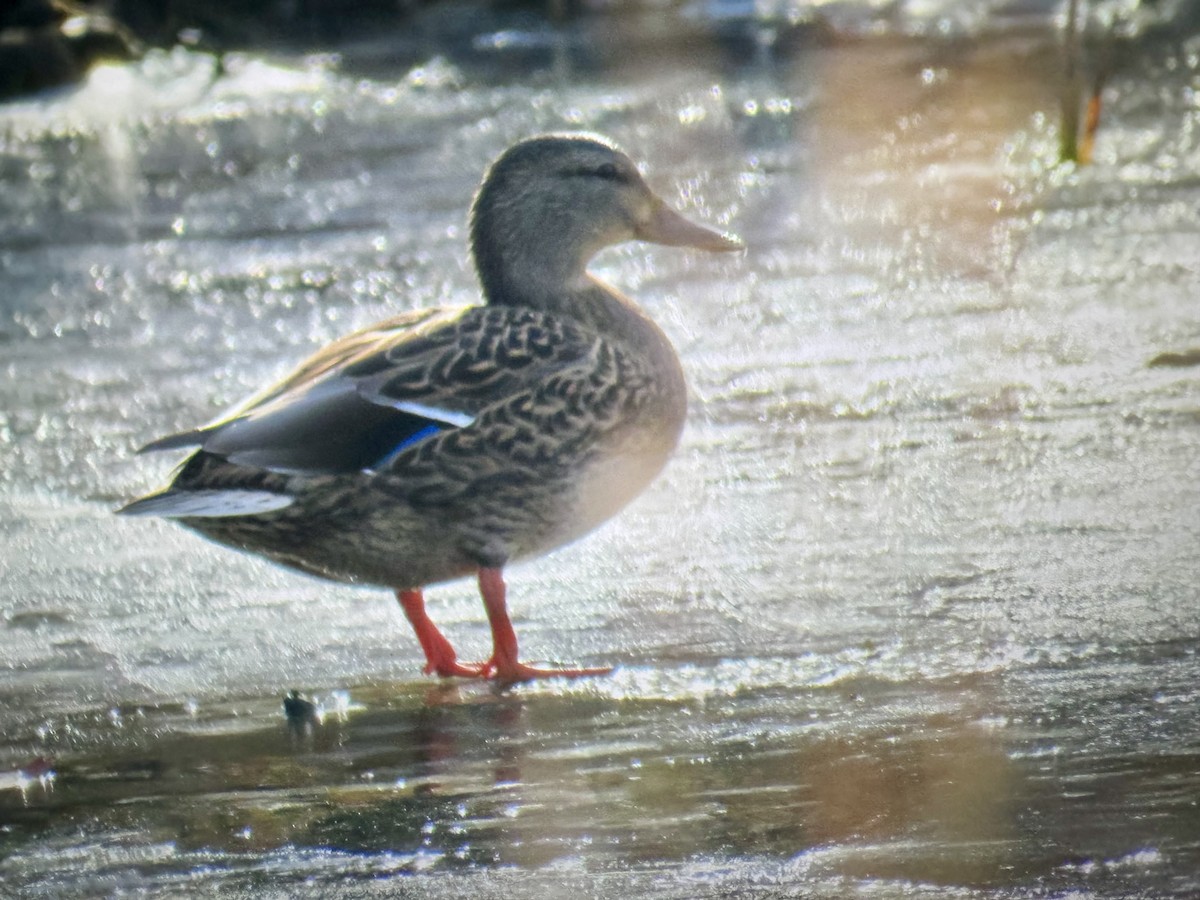 Mallard - ML647198393