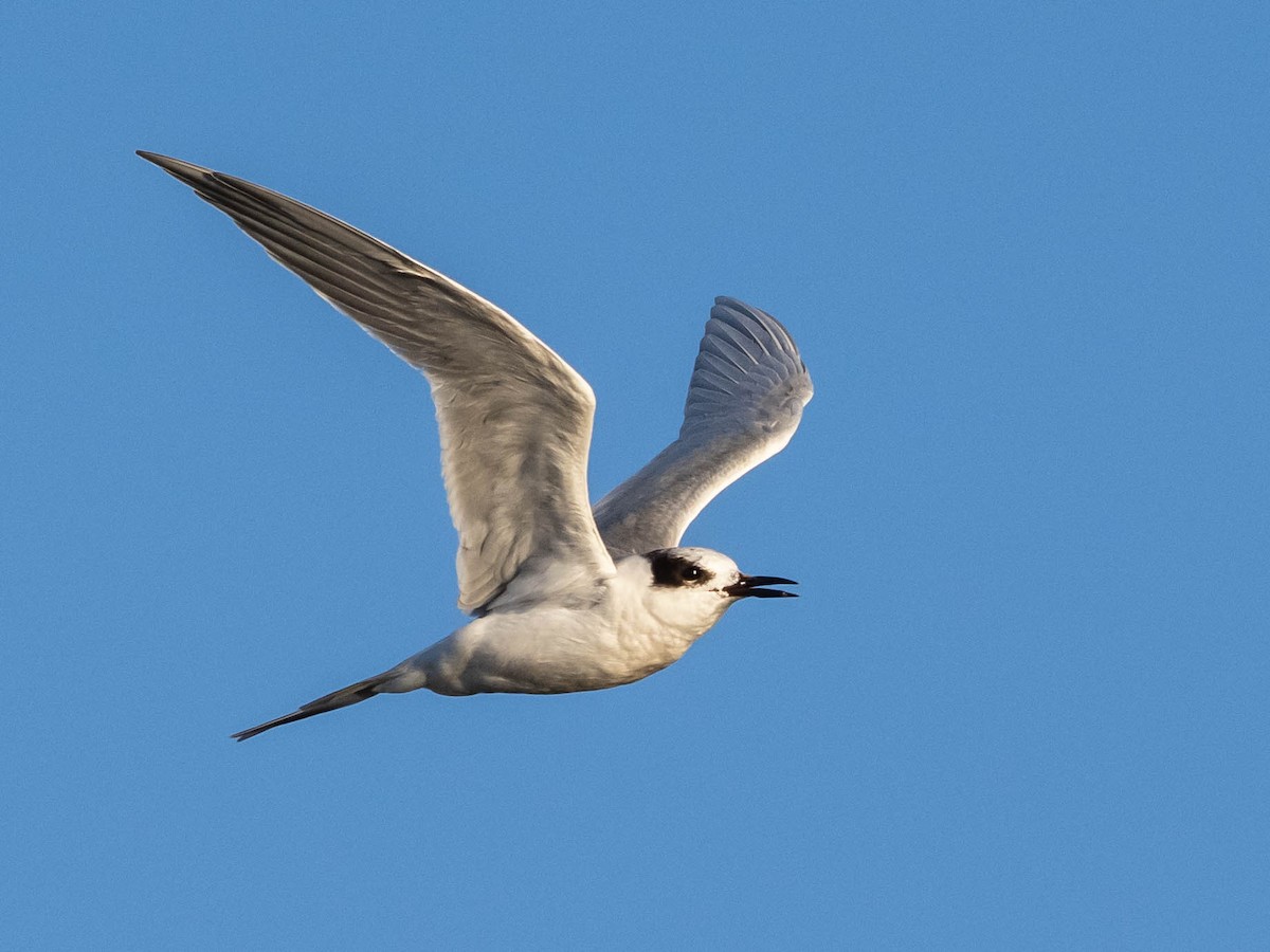 prærieterne - ML647198396