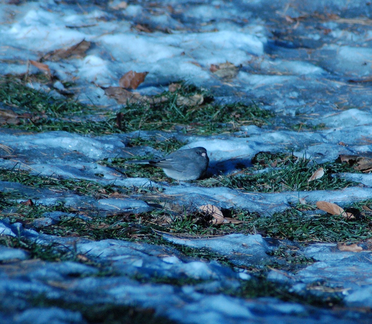 Junco Ojioscuro (Pizarroso) - ML647198406