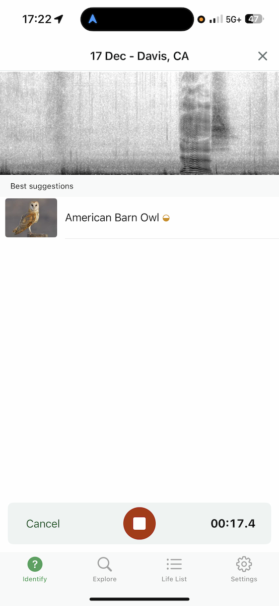 American Barn Owl - ML647198408