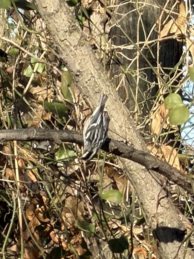 Black-and-white Warbler - ML647198417