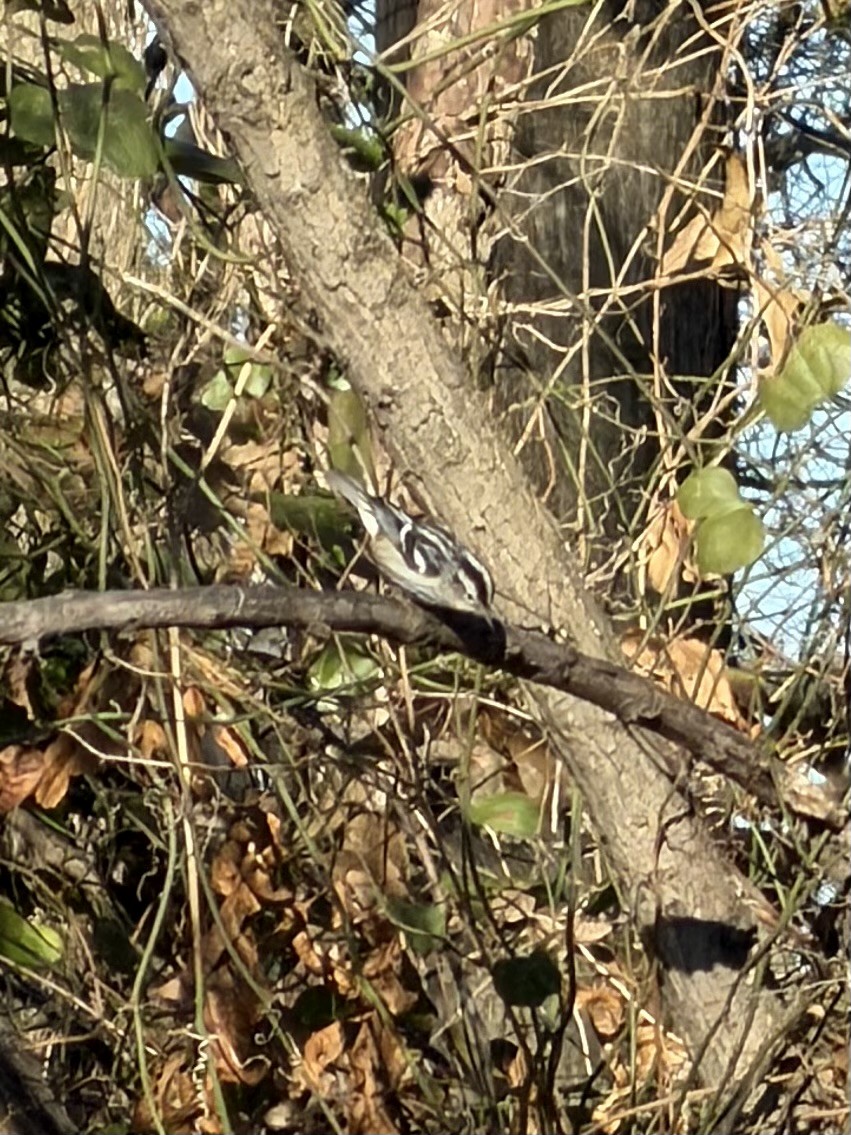 Black-and-white Warbler - ML647198418