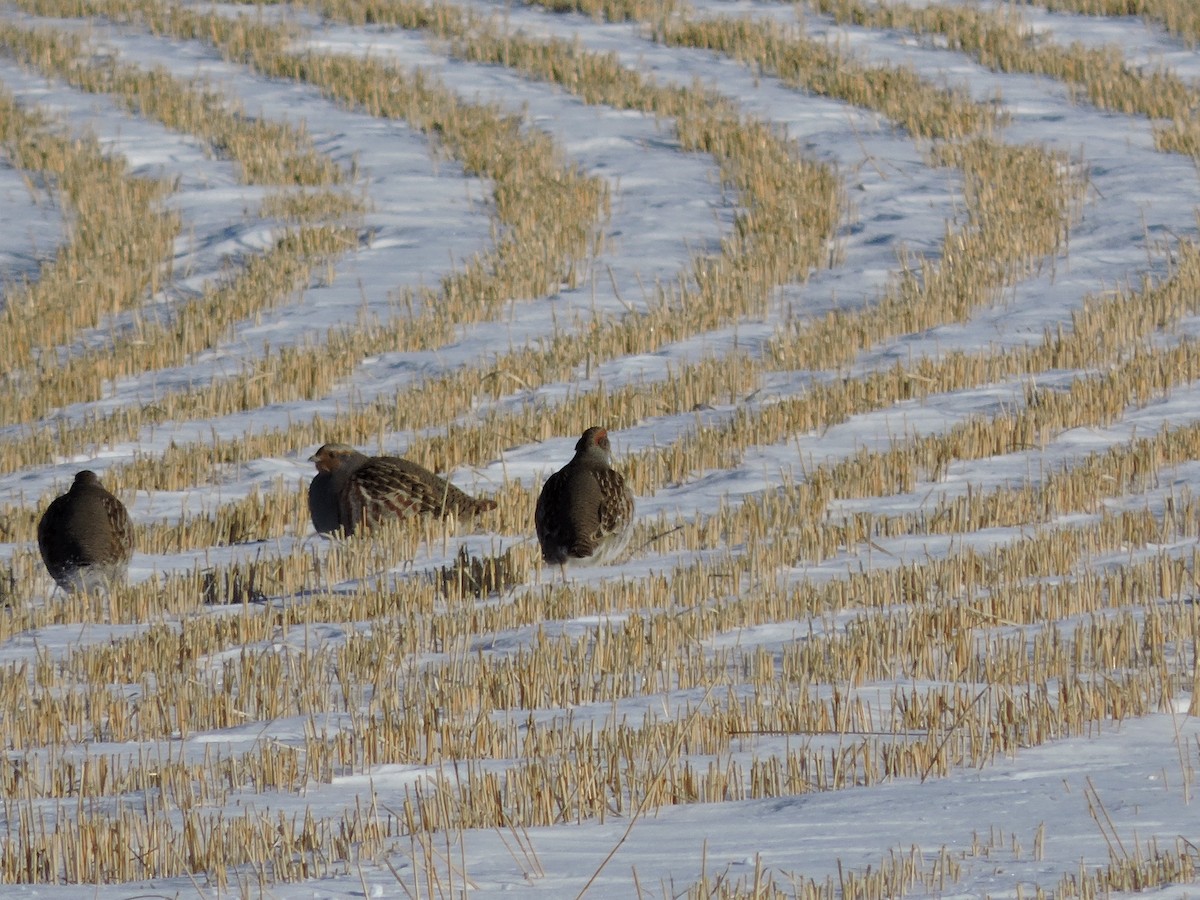 Gray Partridge - ML647198428