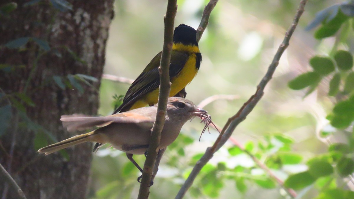 Eastern Shrike-tit - ML647198434
