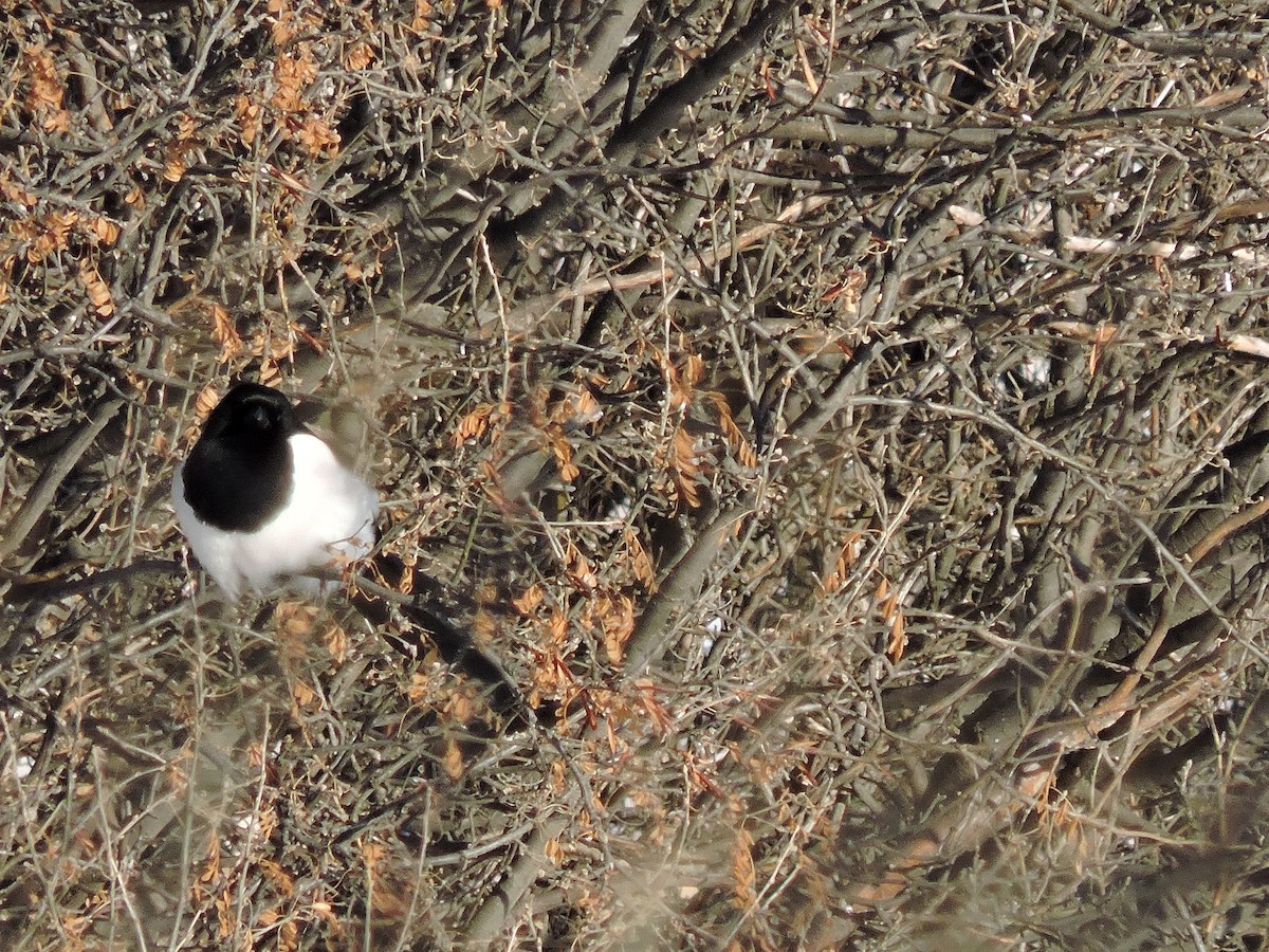 Black-billed Magpie - ML647198439