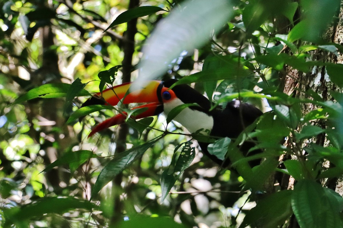 Toco Toucan - ML647198440