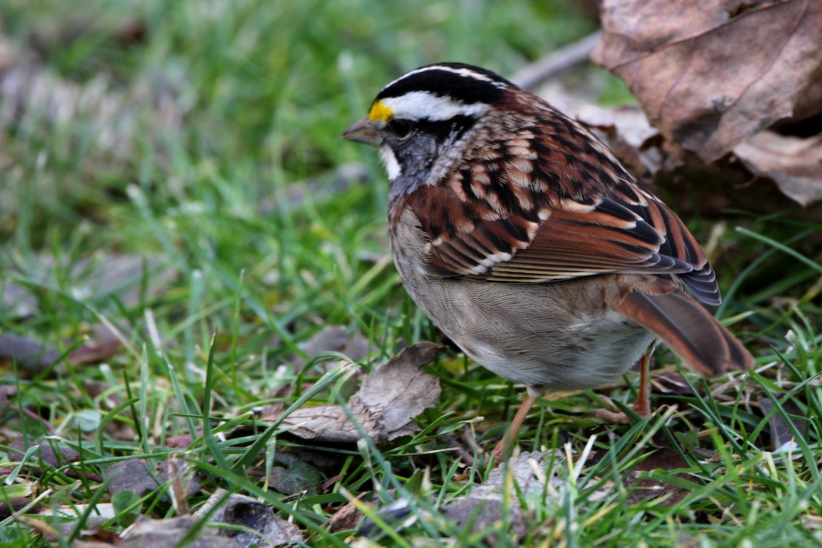 White-throated Sparrow - ML647198442