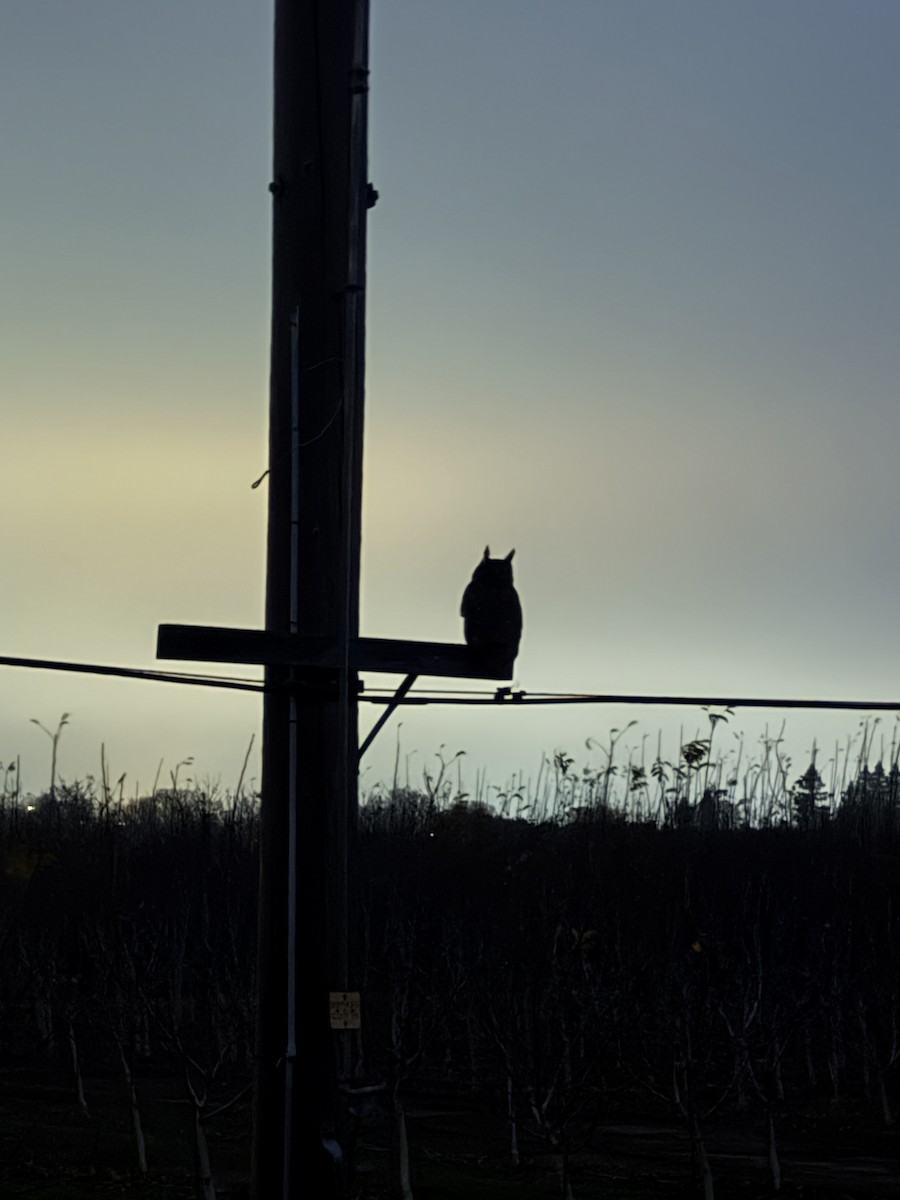 Great Horned Owl - ML647198443