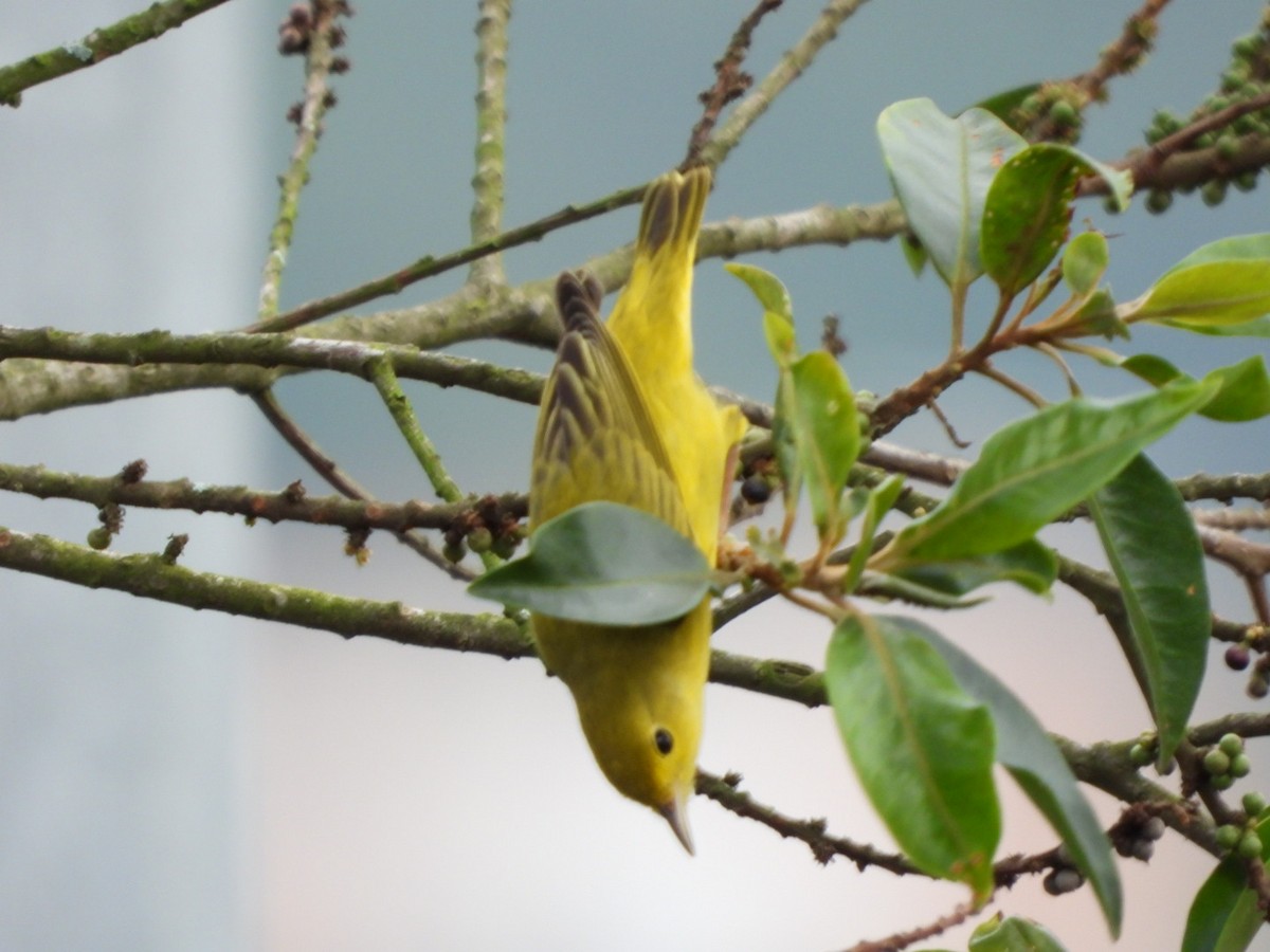 Sarı Ötleğen - ML647198445