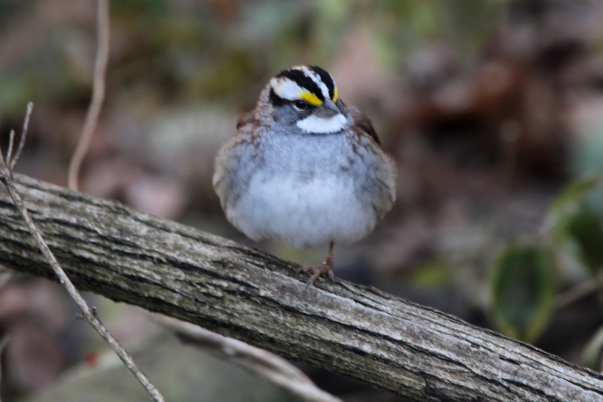 White-throated Sparrow - ML647198447