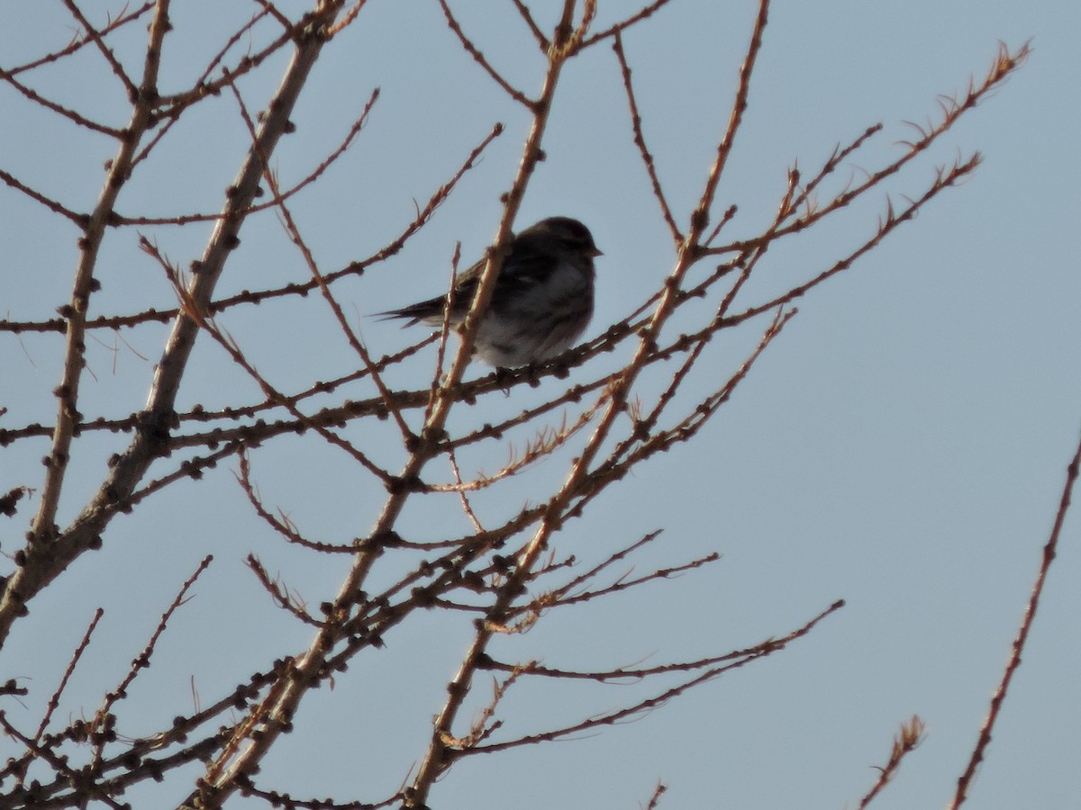 Redpoll - ML647198451
