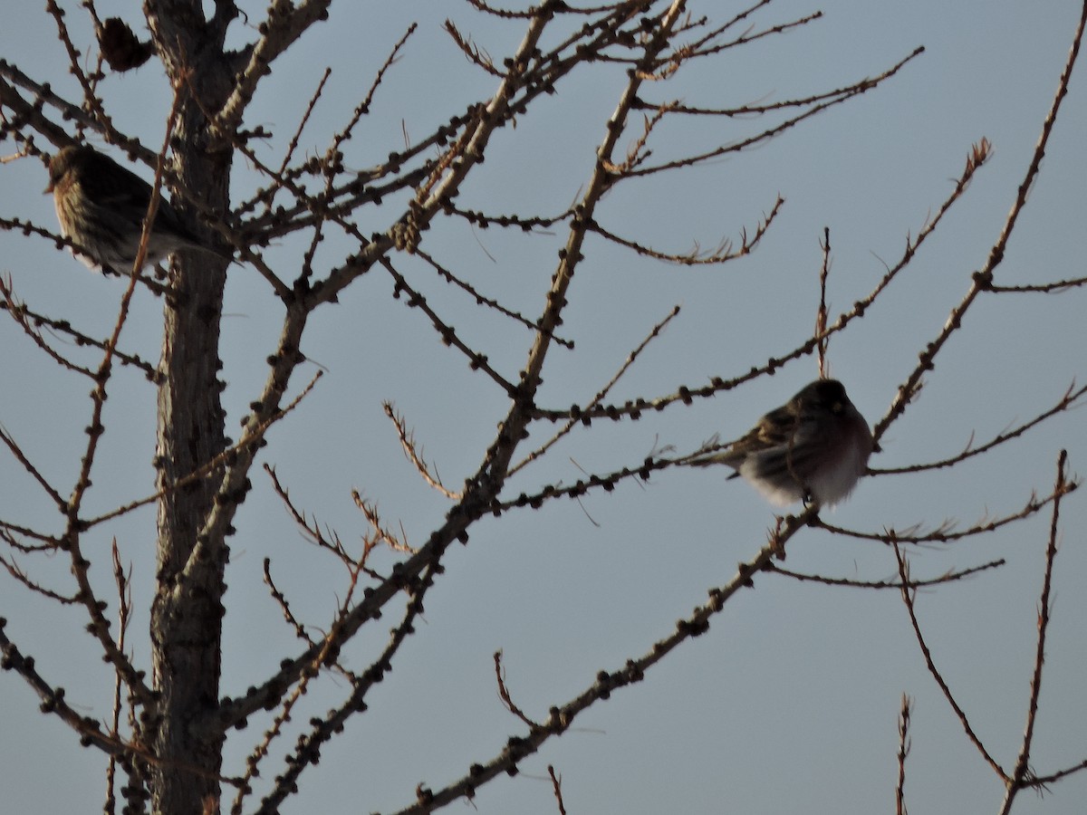 Redpoll - ML647198452