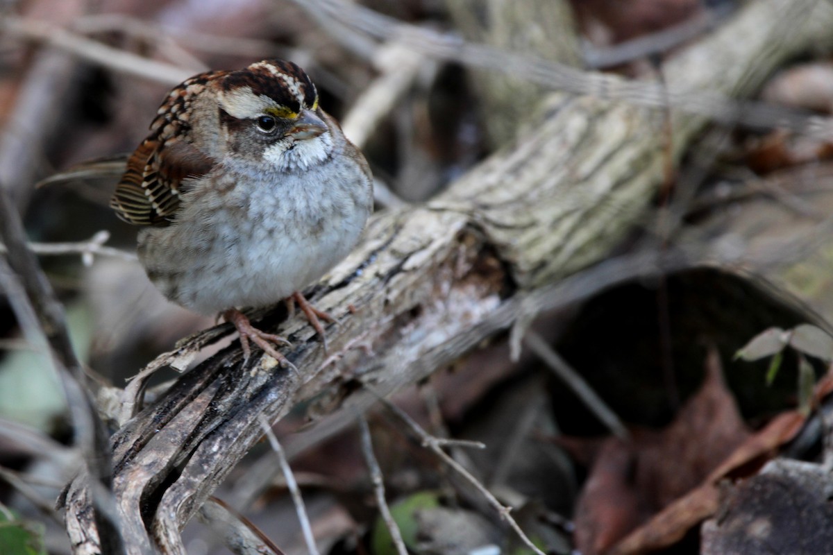 White-throated Sparrow - ML647198453