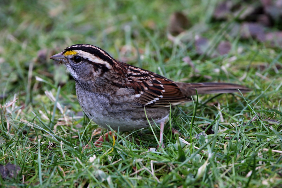White-throated Sparrow - ML647198455