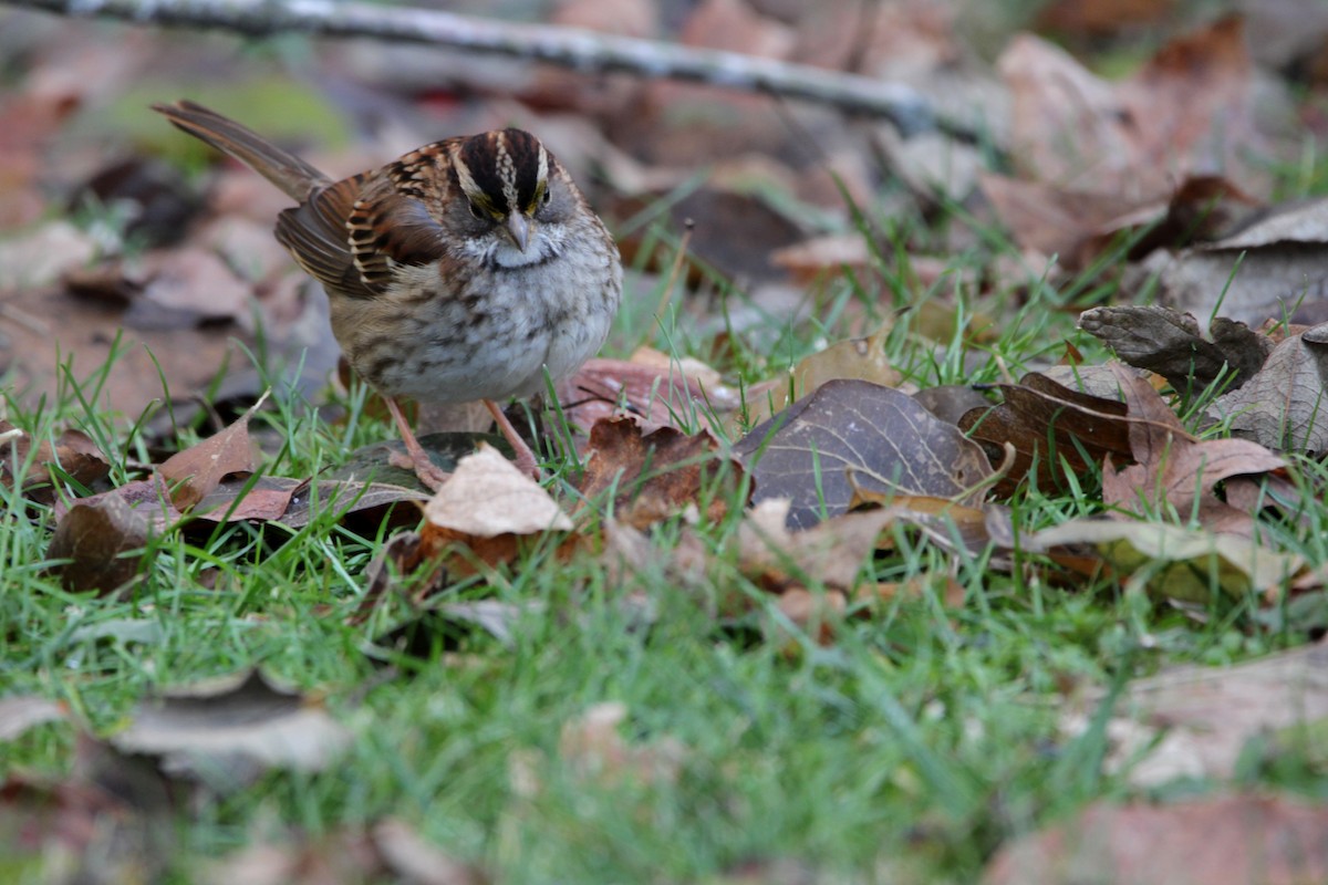 White-throated Sparrow - ML647198460