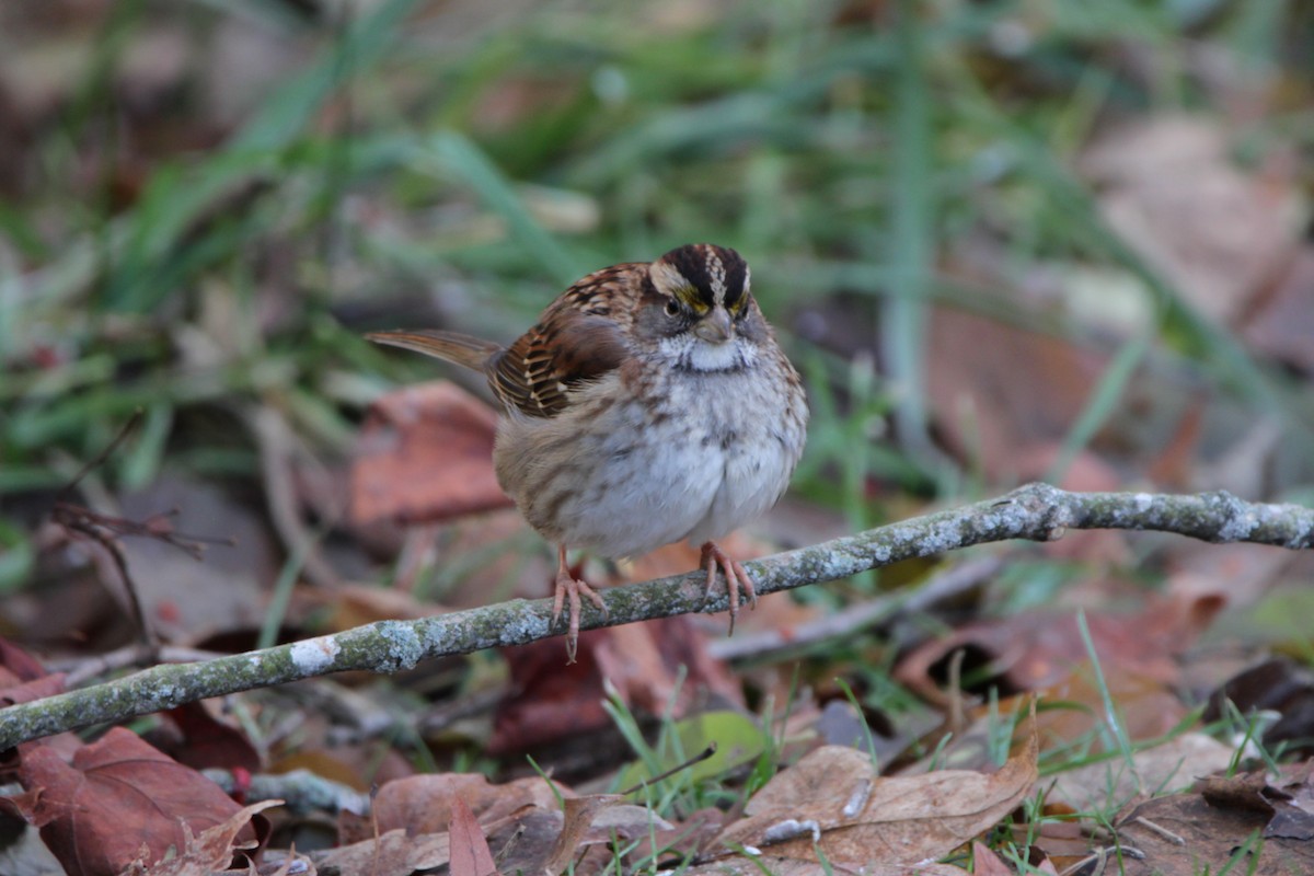White-throated Sparrow - ML647198464