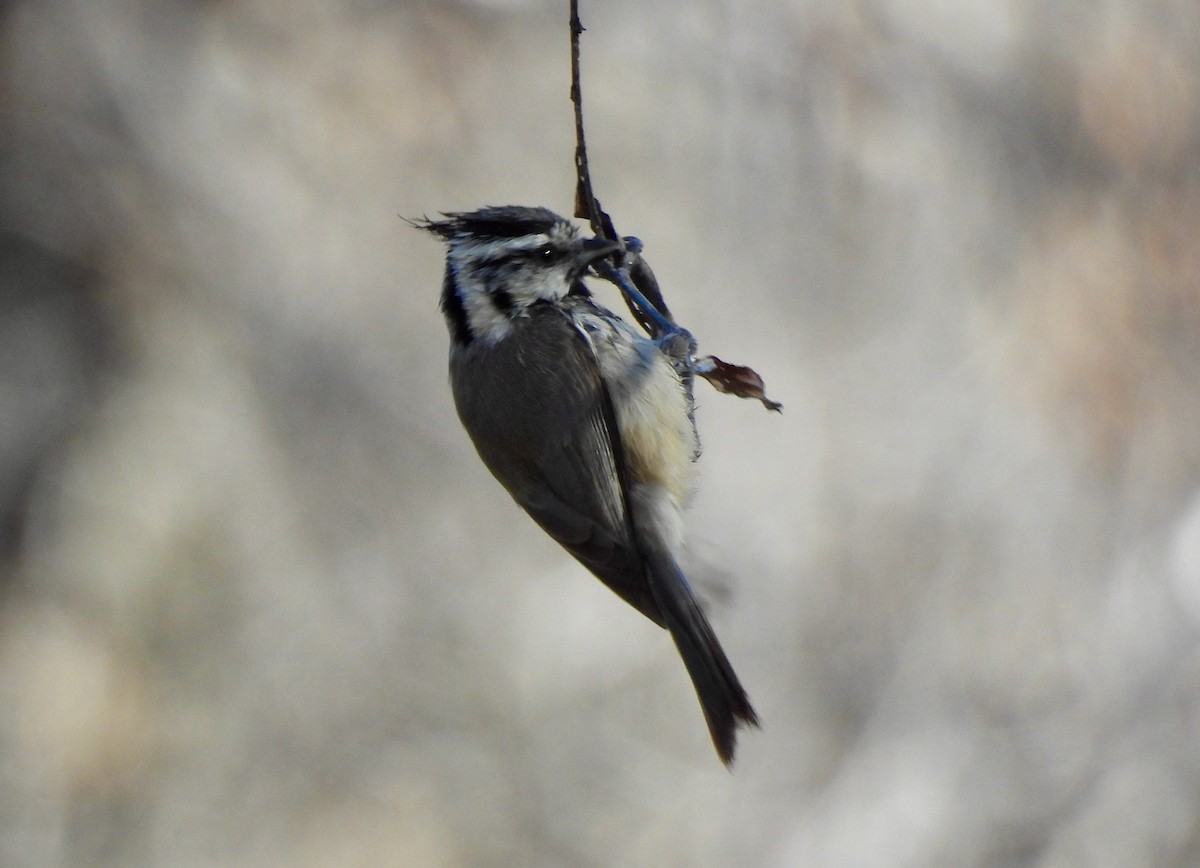 Bridled Titmouse - ML647198476