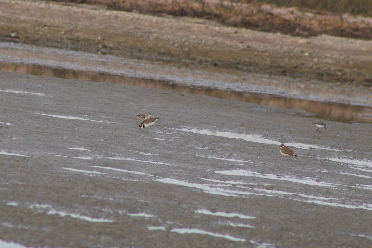 Перепончатопалый галстучник - ML647198481