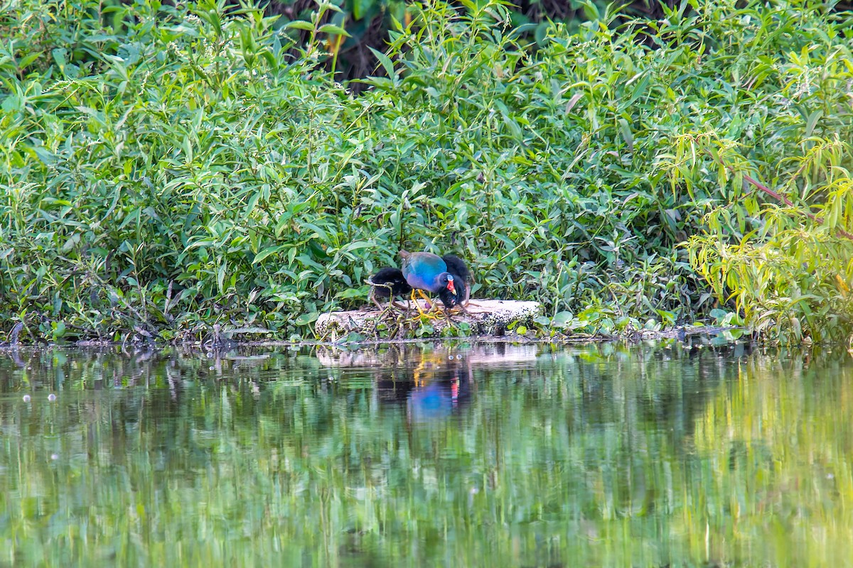 Малая султанка - ML647198496