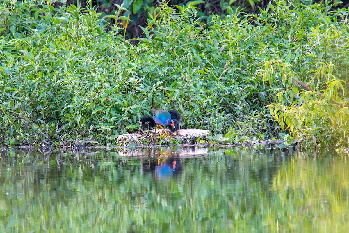 Purple Gallinule - ML647198497