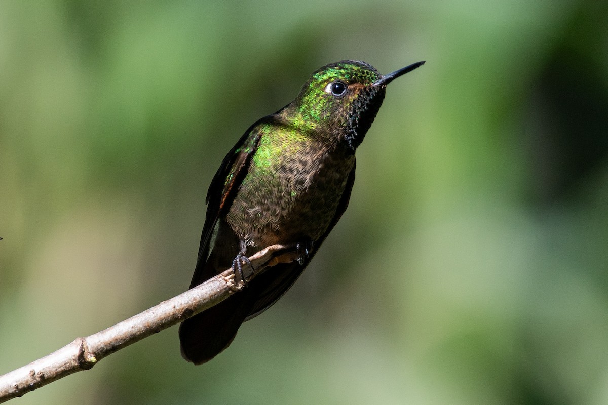 Tyrian Metaltail (Tyrian) - ML647198498