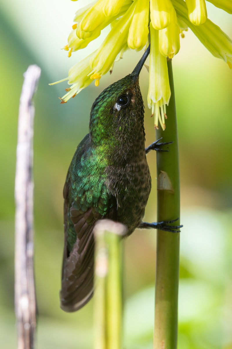 Tyrian Metaltail (Tyrian) - ML647198499