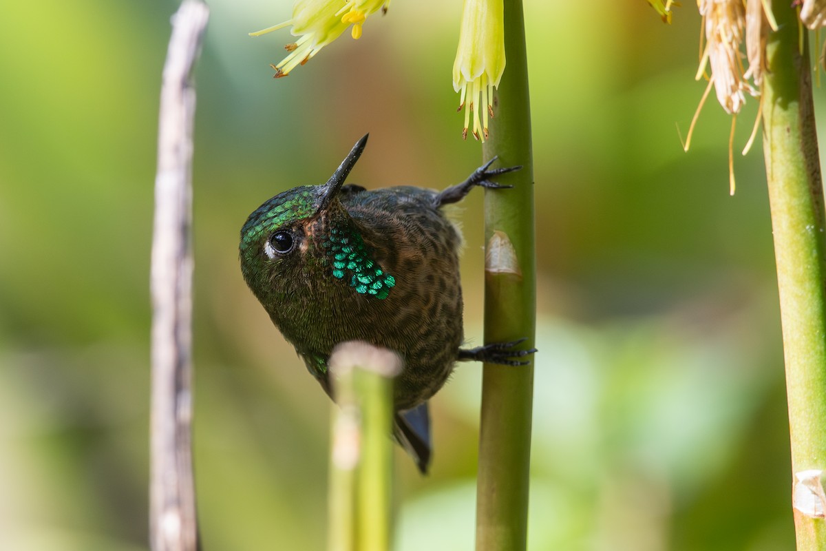 Tyrian Metaltail (Tyrian) - ML647198500