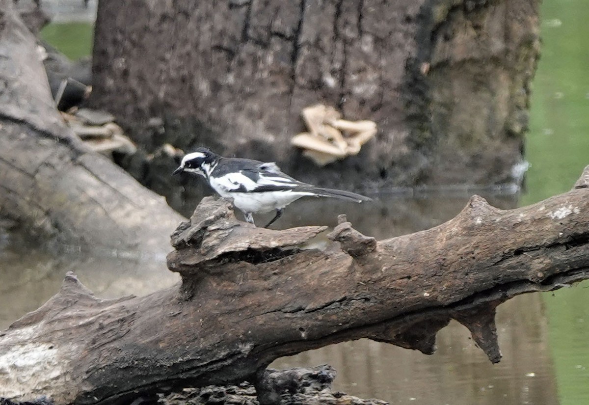 African Pied Wagtail - ML647198501
