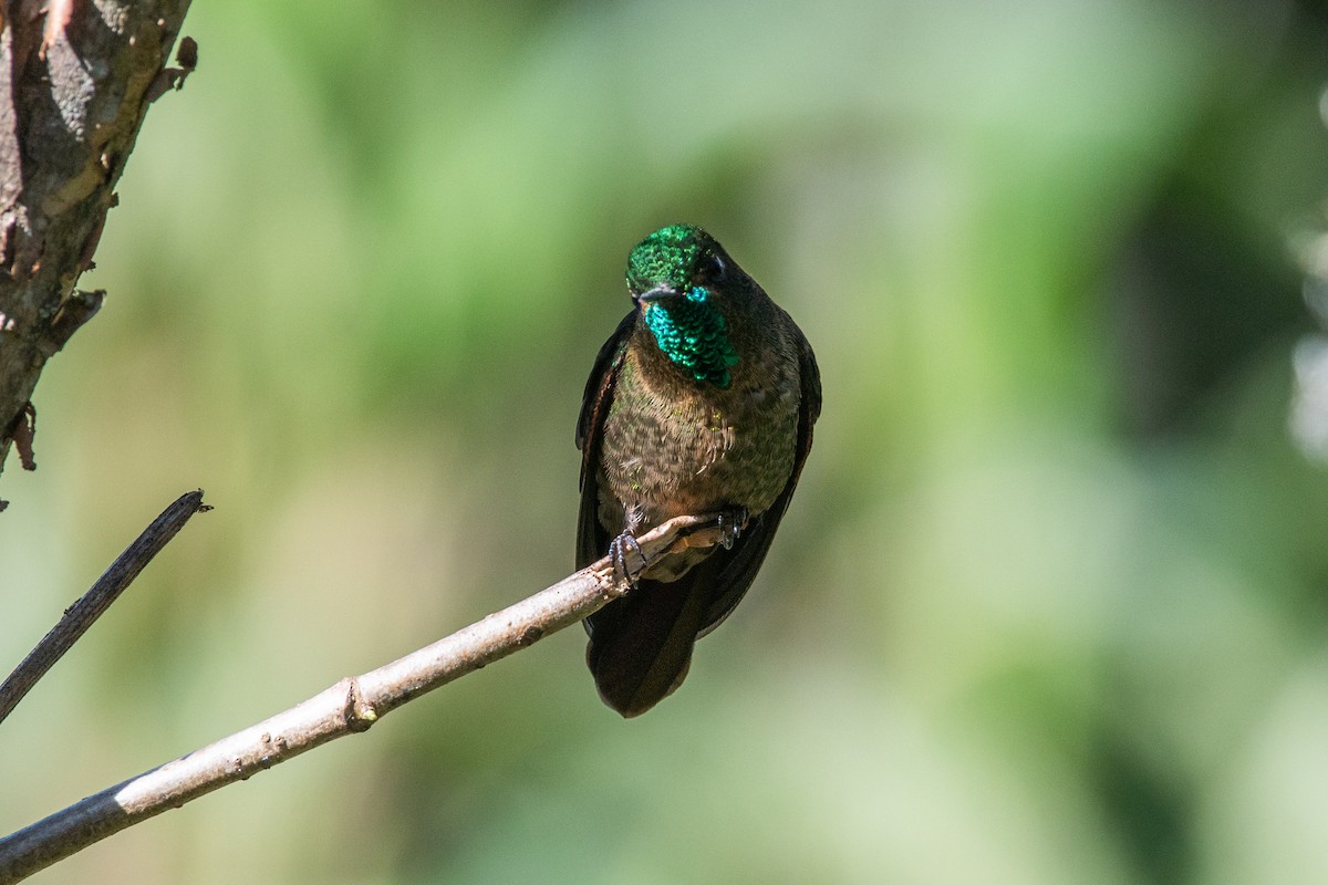 Tyrian Metaltail (Tyrian) - ML647198502