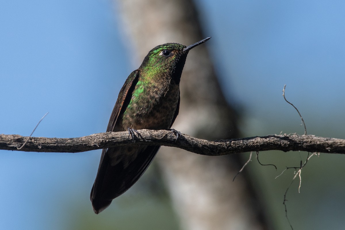 Tyrian Metaltail (Tyrian) - ML647198503