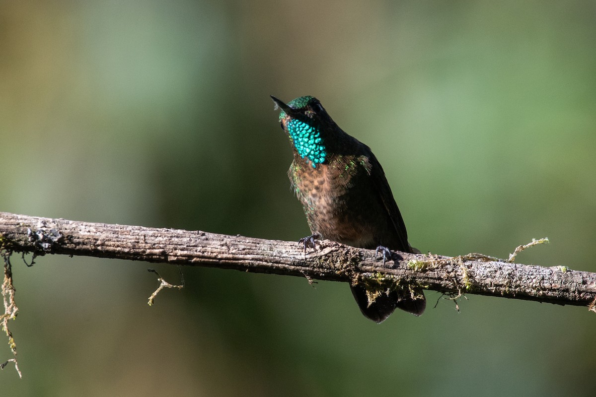 Tyrian Metaltail (Tyrian) - ML647198504