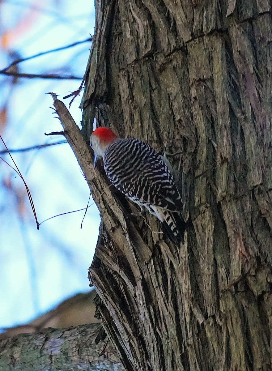 Red-bellied Woodpecker - ML647198505