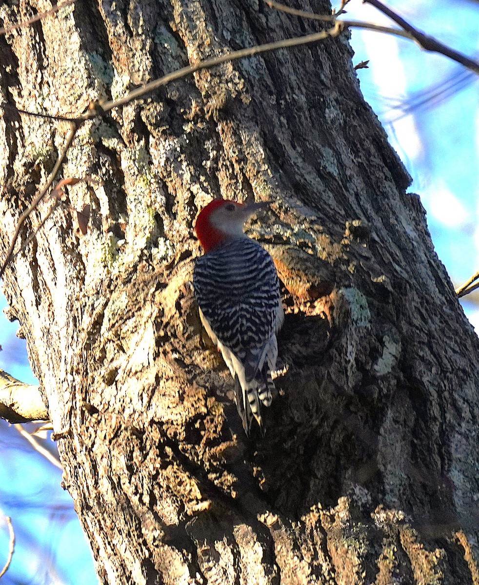 Red-bellied Woodpecker - ML647198506