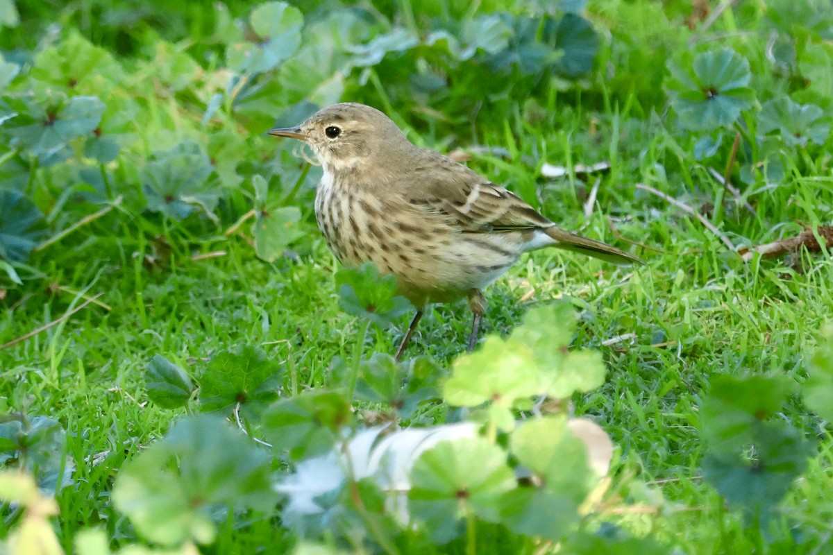 American Pipit - ML647198507