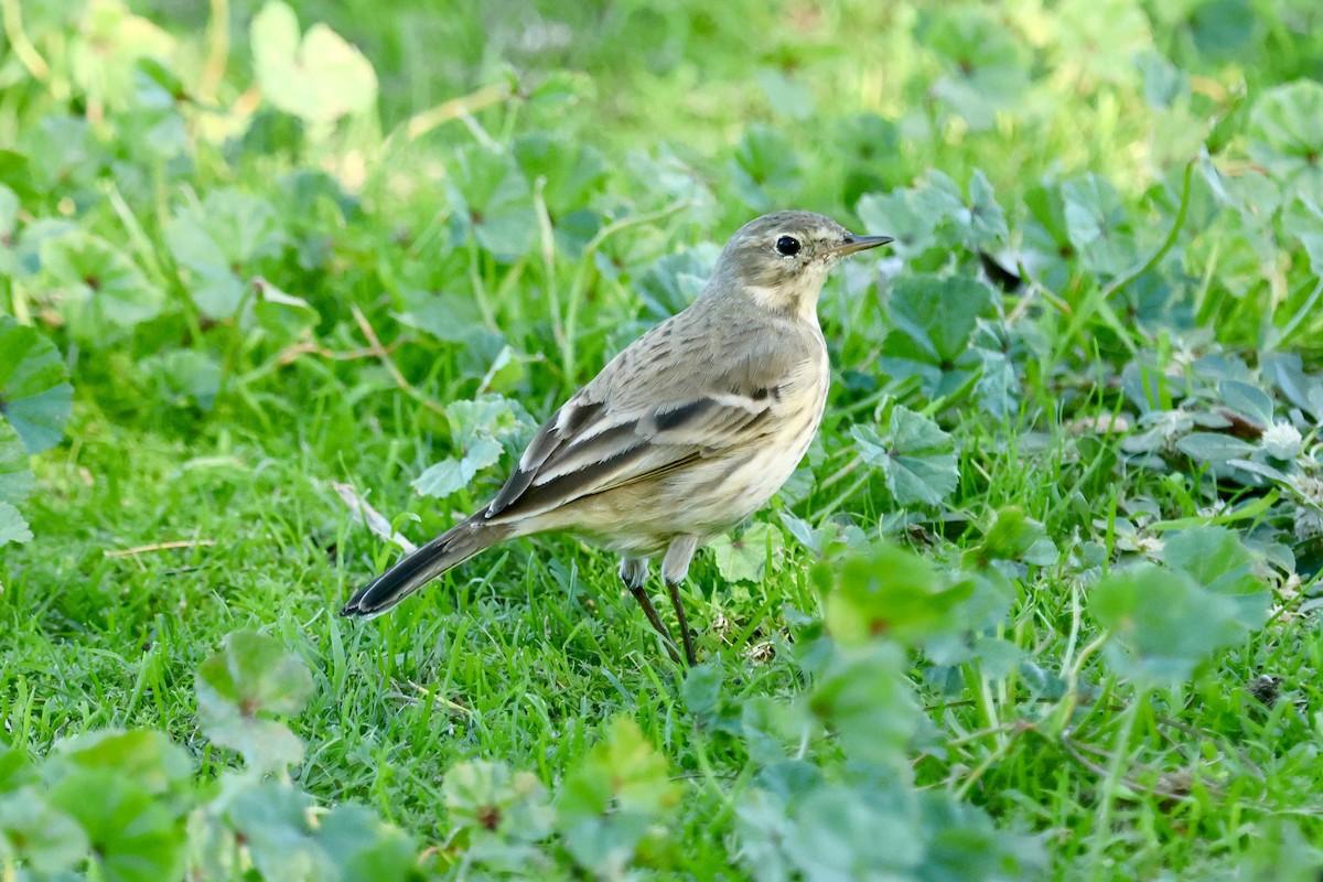American Pipit - ML647198508