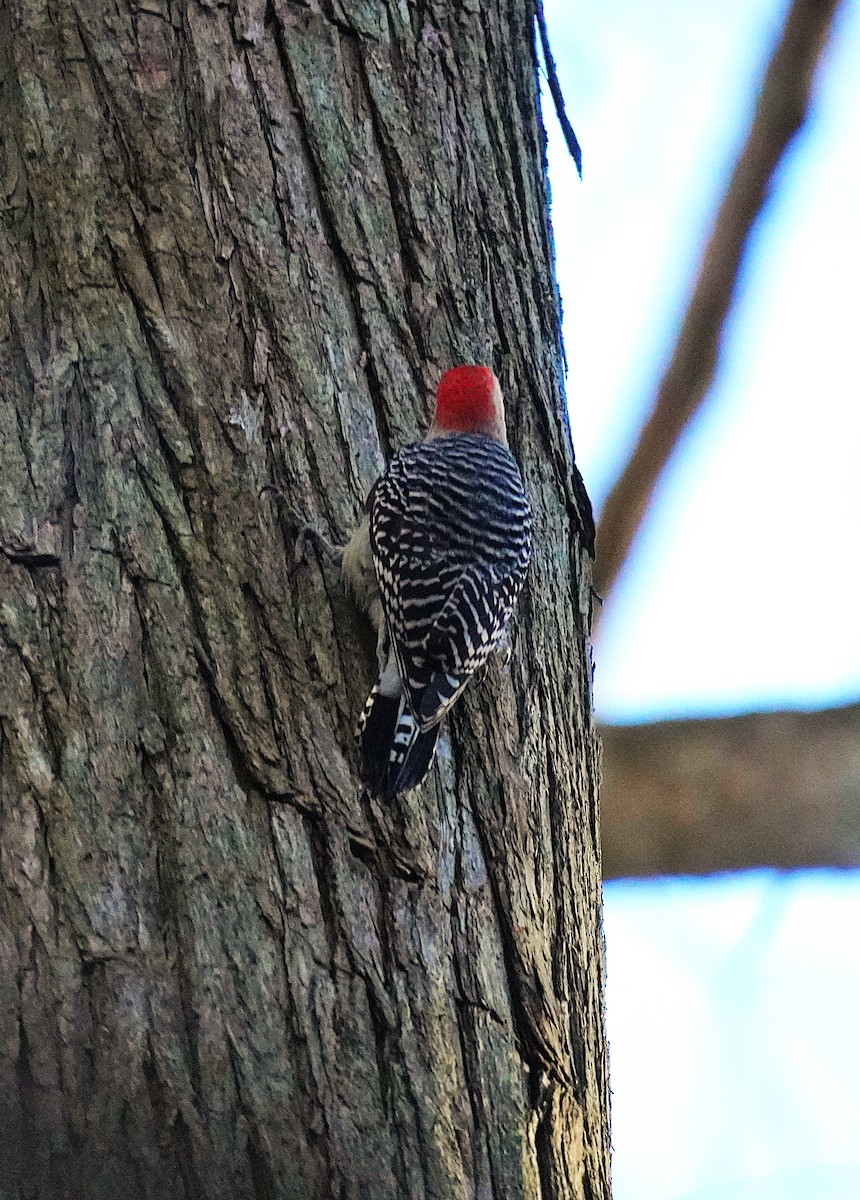 Red-bellied Woodpecker - ML647198509