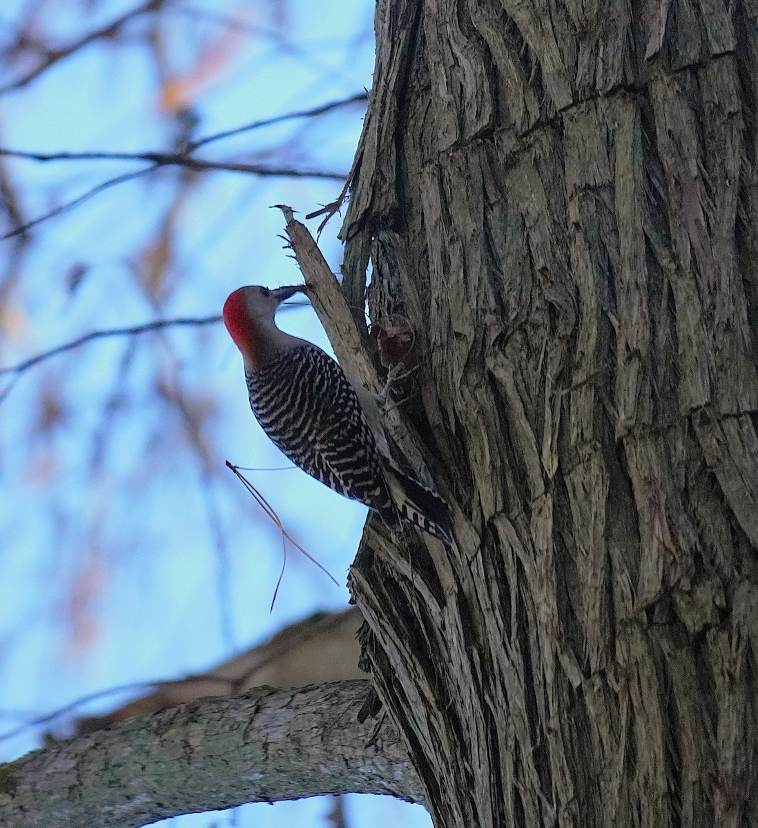 Red-bellied Woodpecker - ML647198510