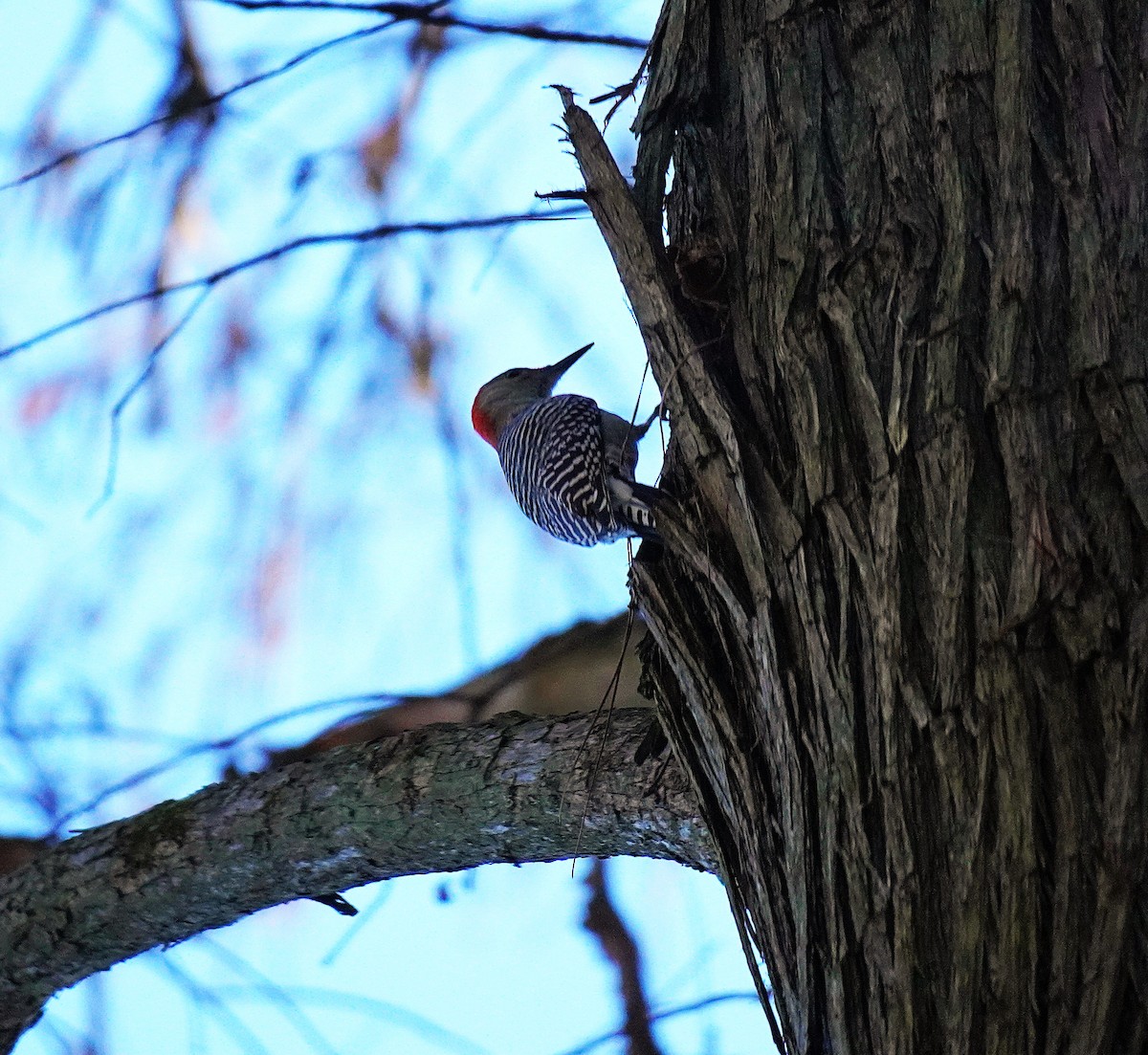 Red-bellied Woodpecker - ML647198511
