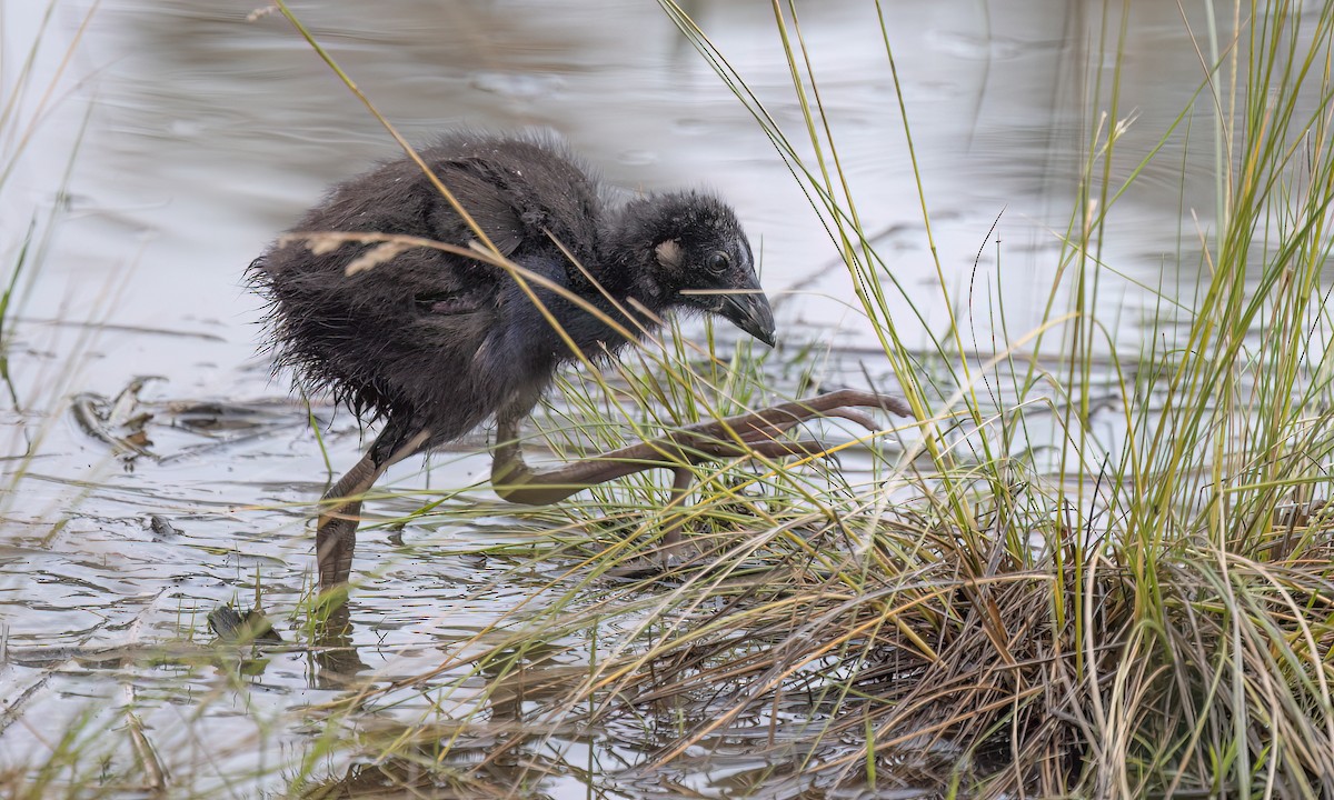 Australasian Swamphen - ML647198512