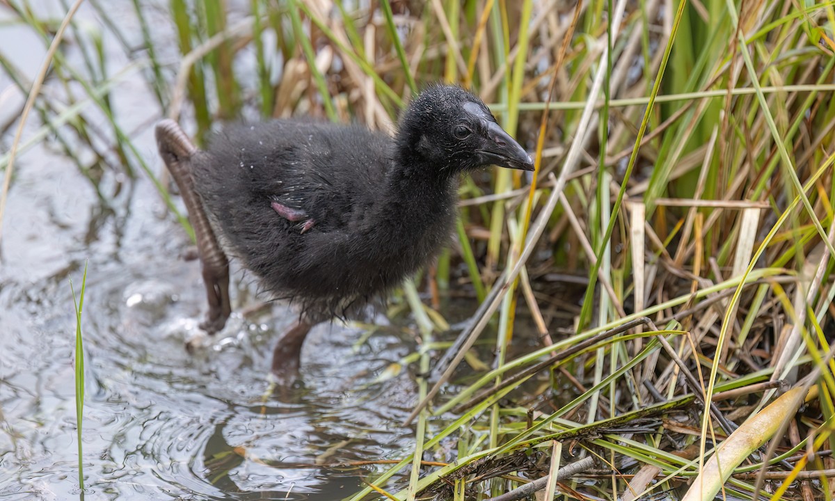 Australasian Swamphen - ML647198513